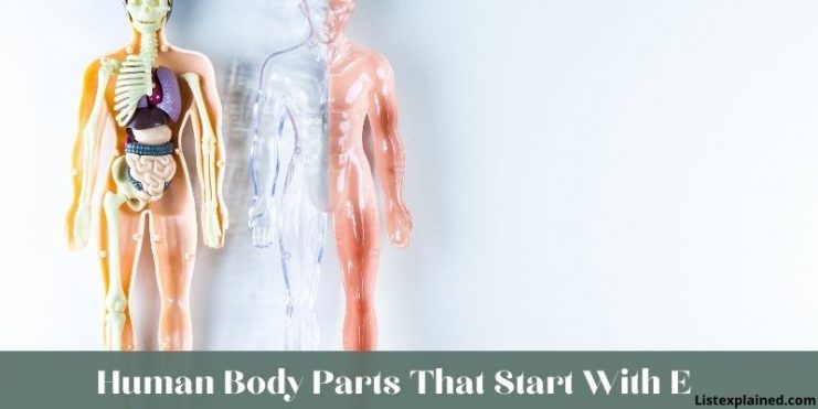 human body parts that start with e