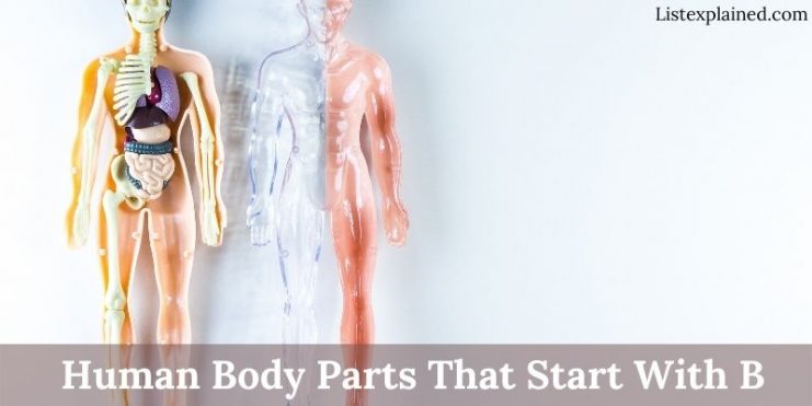 human body parts that start with b