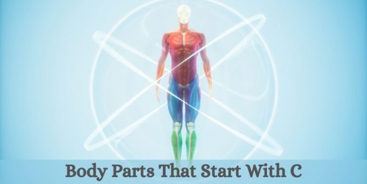 body parts that start with c
