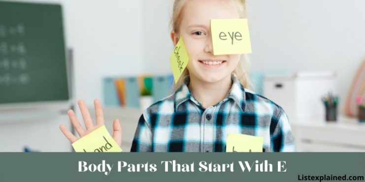 body parts that start with e