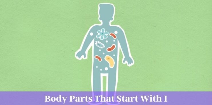body parts that start with i